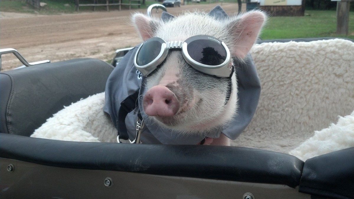 Mini Pigs