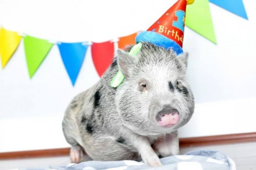 Mini Pigs