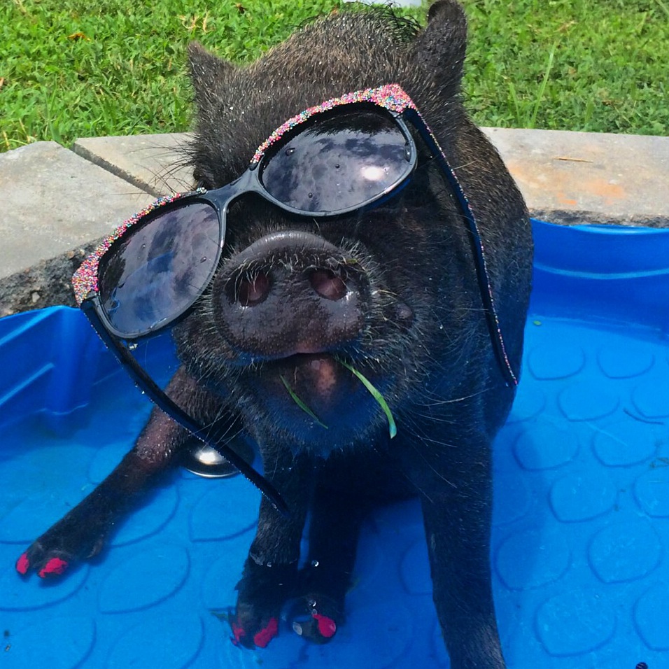 Mini Pigs