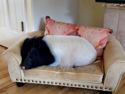 Mini Pigs
