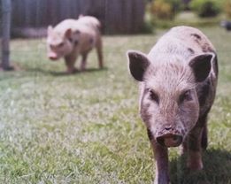 Mini Pigs