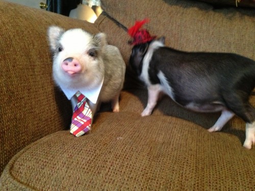 Mini Pigs