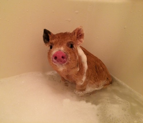 Mini Pigs
