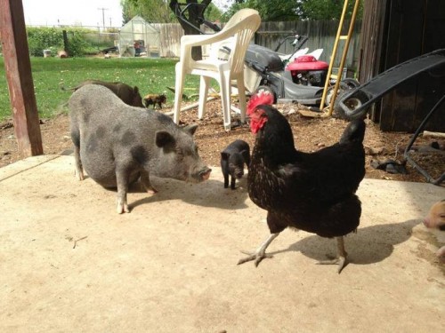 Mini Pigs