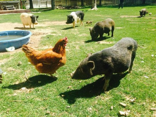 Mini Pigs